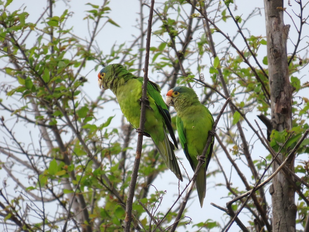 メキシコインコ - ML642868532