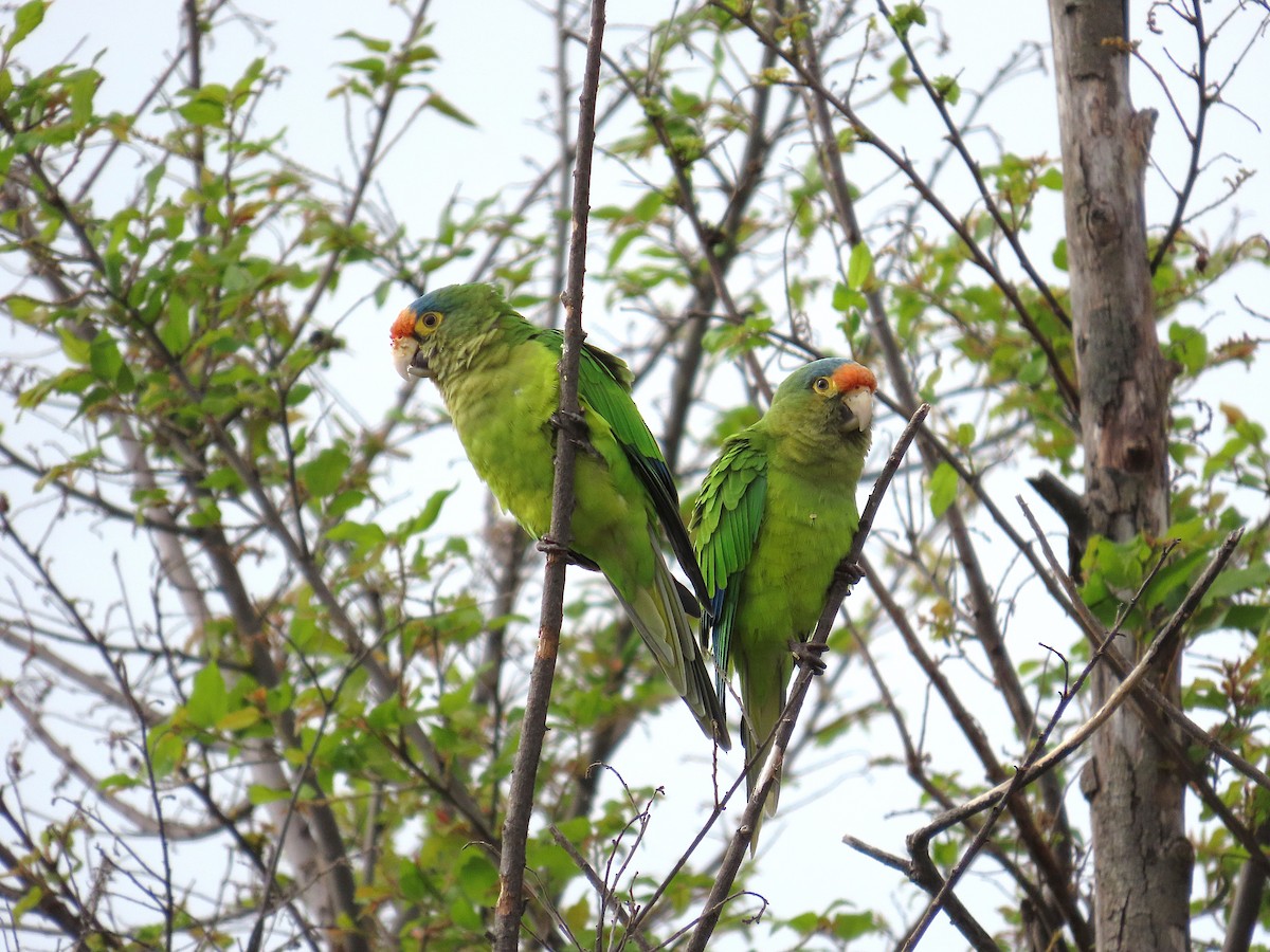 メキシコインコ - ML642868533