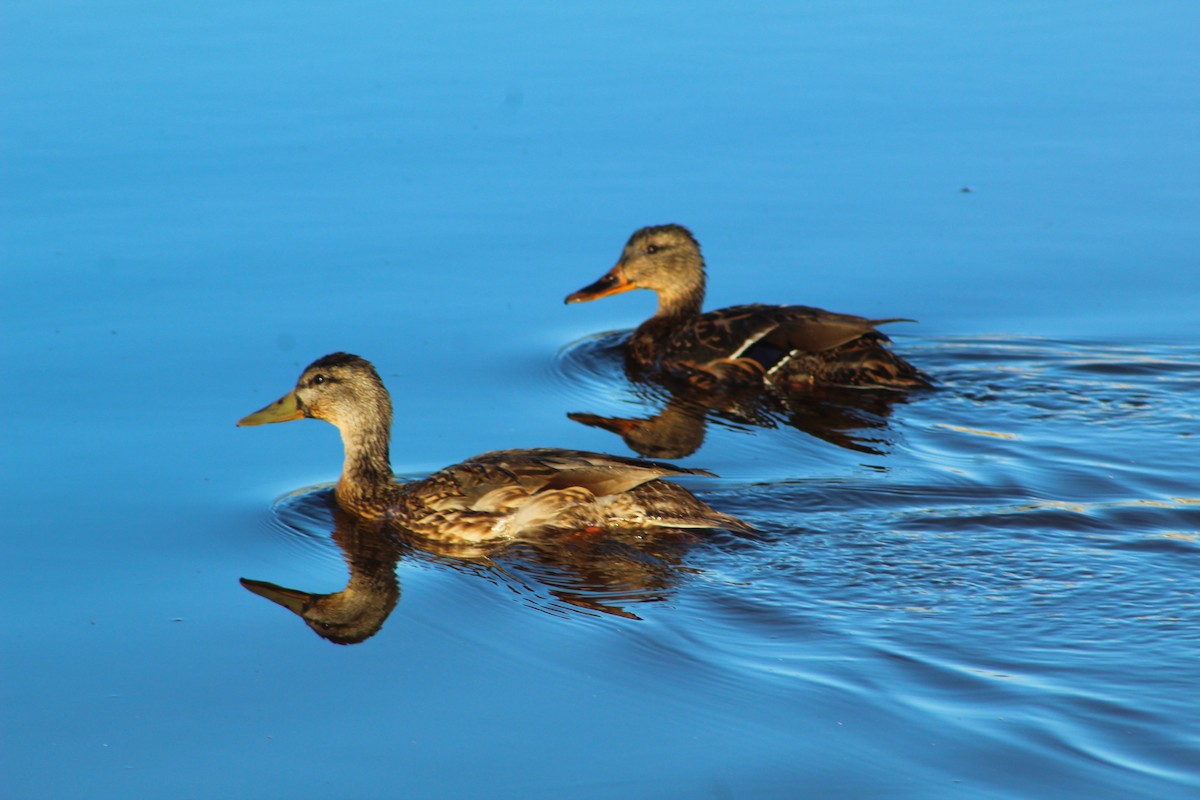 Mallard - ML642868534
