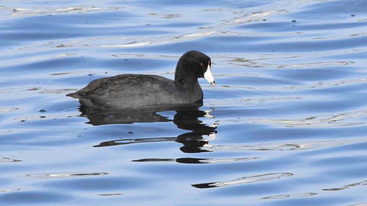 American Coot - ML642868542