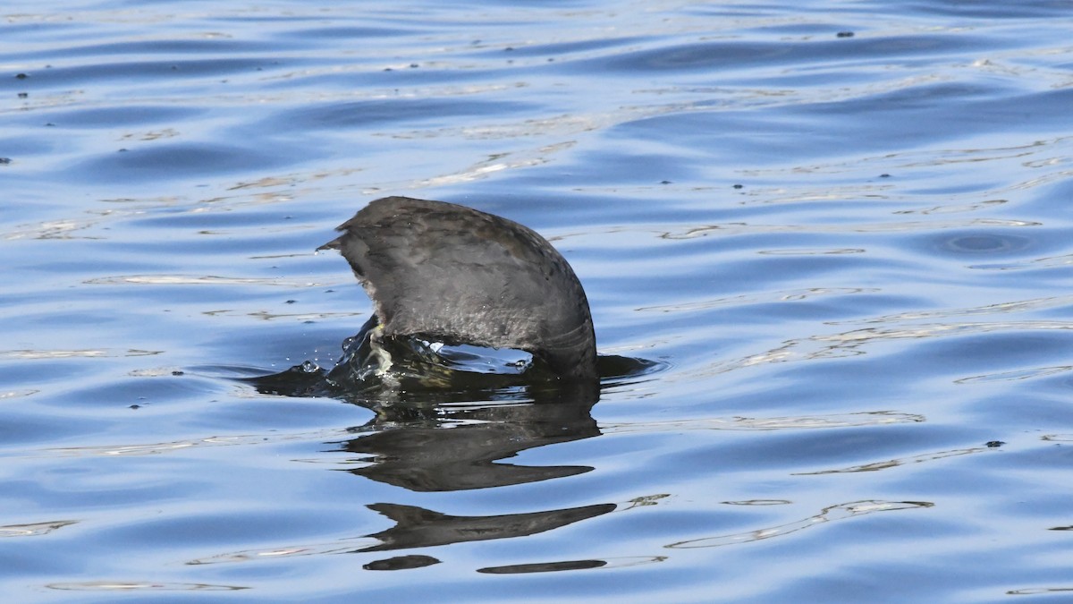American Coot - ML642868547