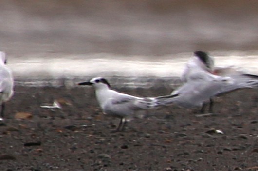 Sandwich Tern - ML642868558