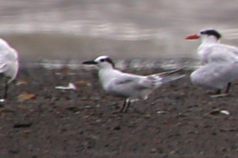 Sandwich Tern - ML642868559