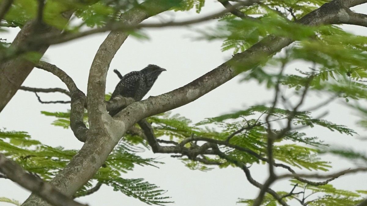 Asian Koel - ML642868564