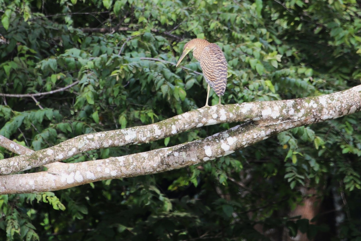 Bare-throated Tiger-Heron - ML642868569
