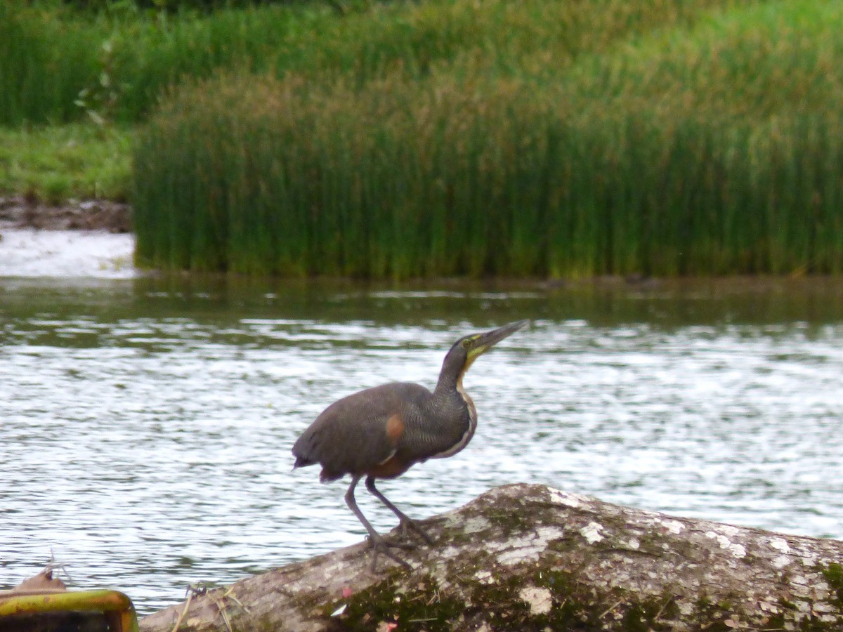 Bare-throated Tiger-Heron - ML642868570