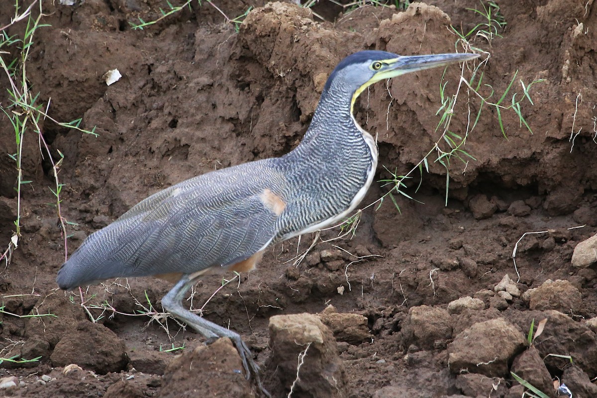 Bare-throated Tiger-Heron - ML642868571