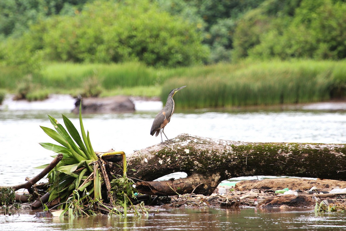 Bare-throated Tiger-Heron - ML642868572