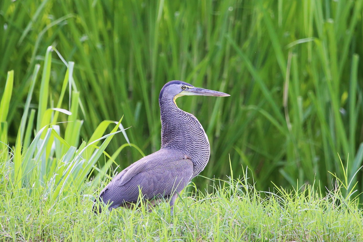 Bare-throated Tiger-Heron - ML642868573
