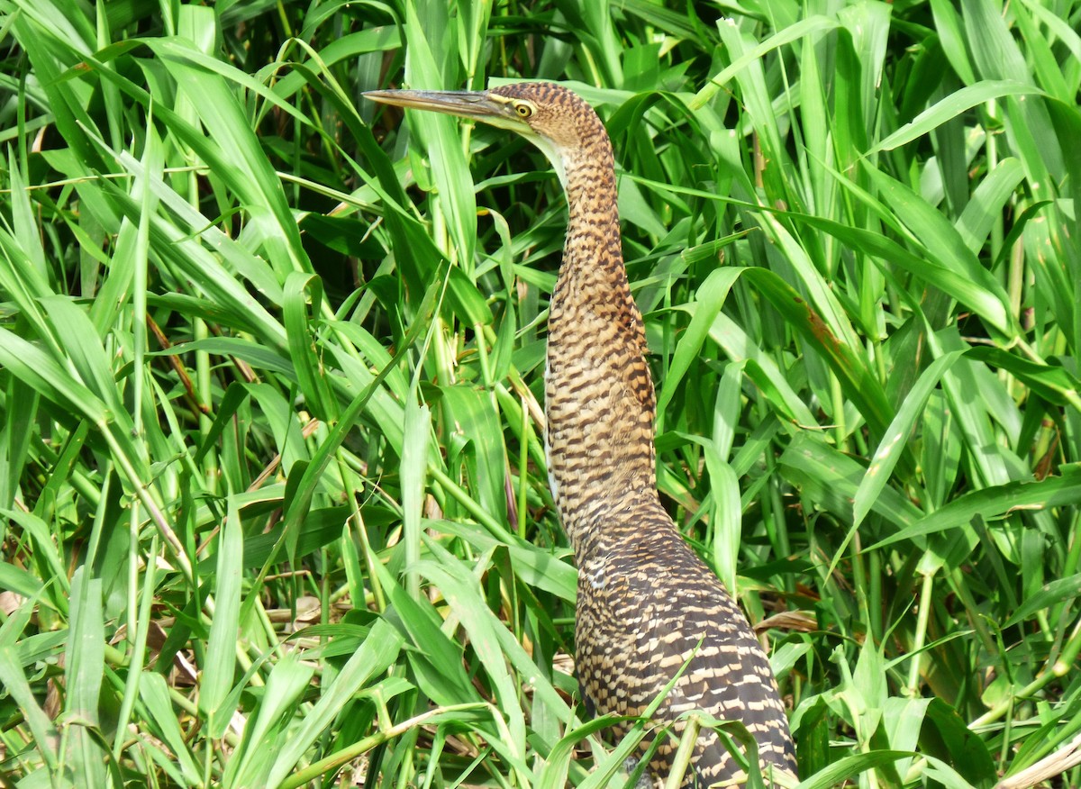 Bare-throated Tiger-Heron - ML642868574