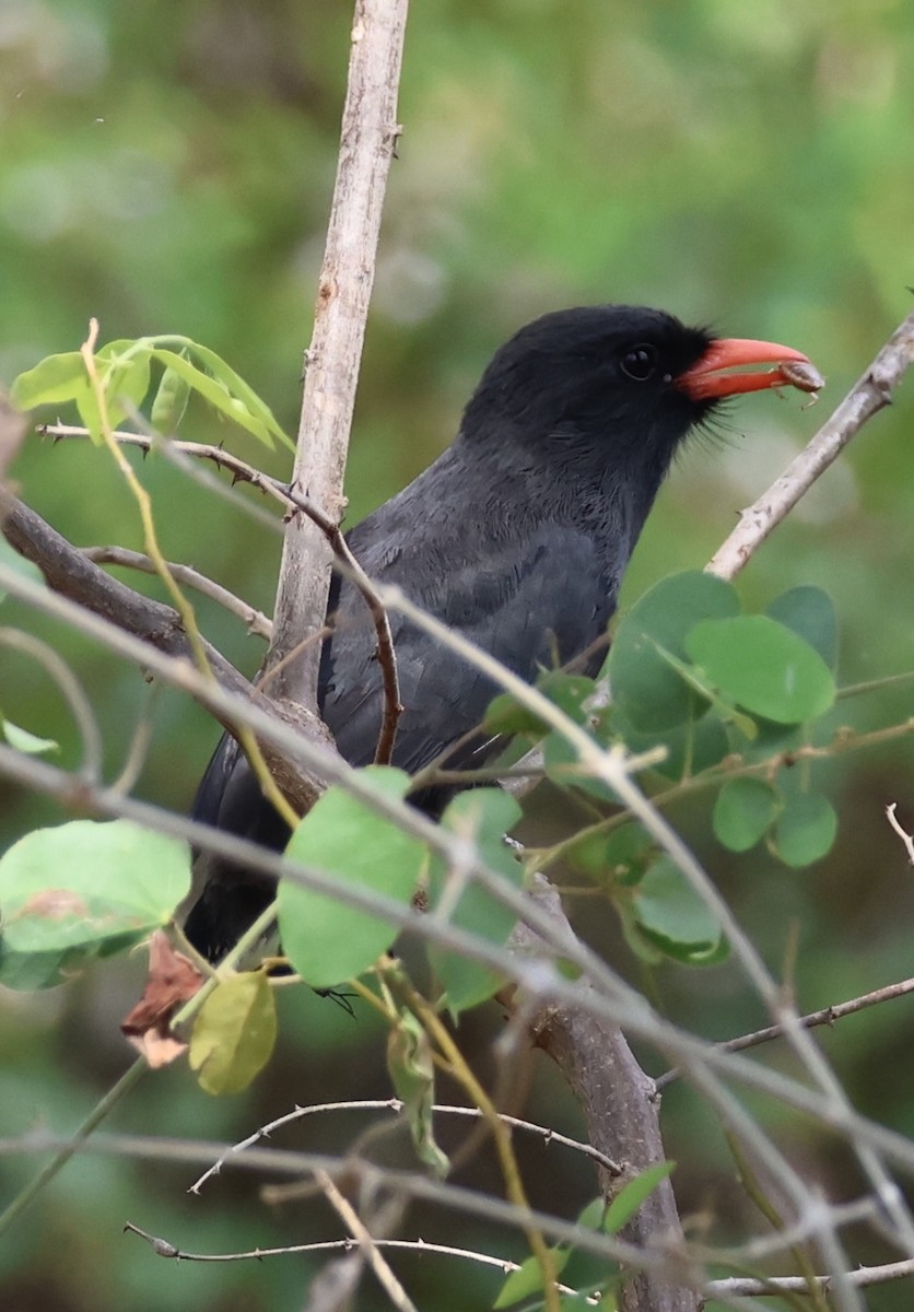 Black-fronted Nunbird - ML642868578
