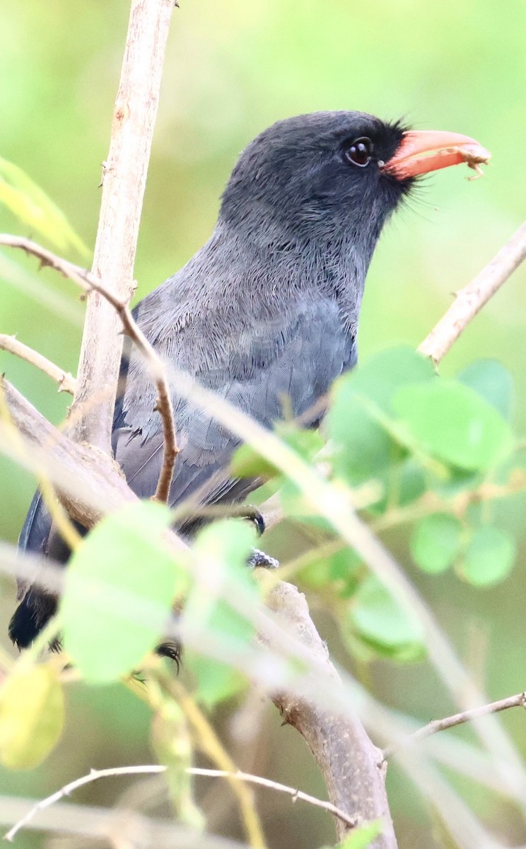 Black-fronted Nunbird - ML642868579