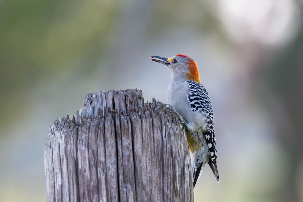 Golden-fronted Woodpecker - ML642868581