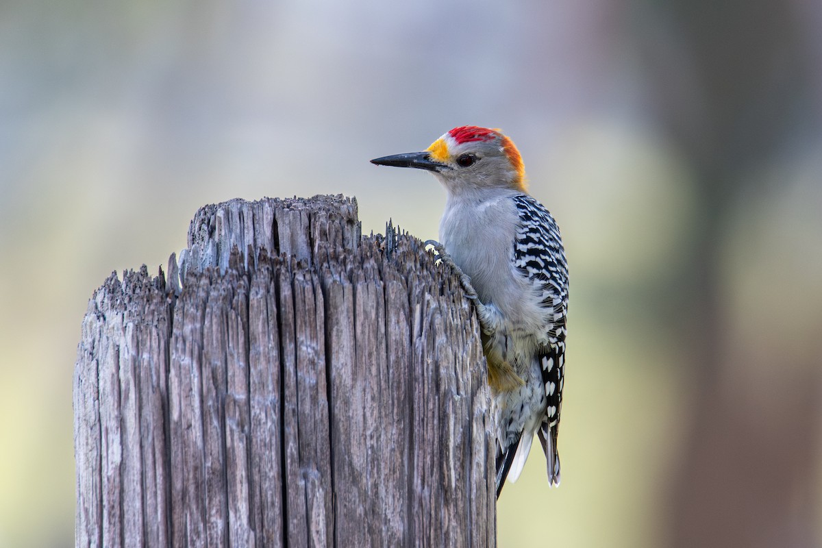 Golden-fronted Woodpecker - ML642868584