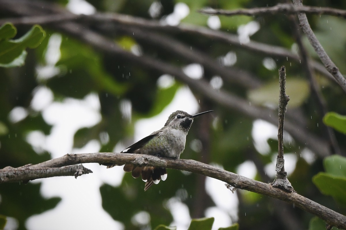 Anna's Hummingbird - ML642868586