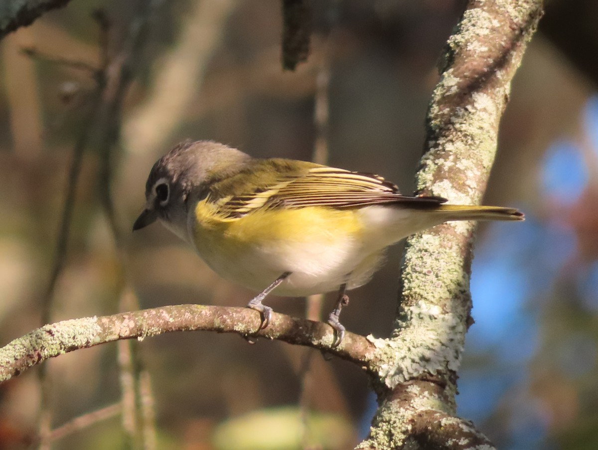 Blue-headed Vireo - ML642868588