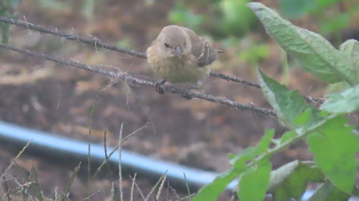 Passerin azuré - ML642868589