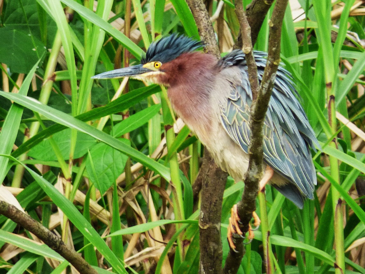 Koartzatxo berdea - ML642868593