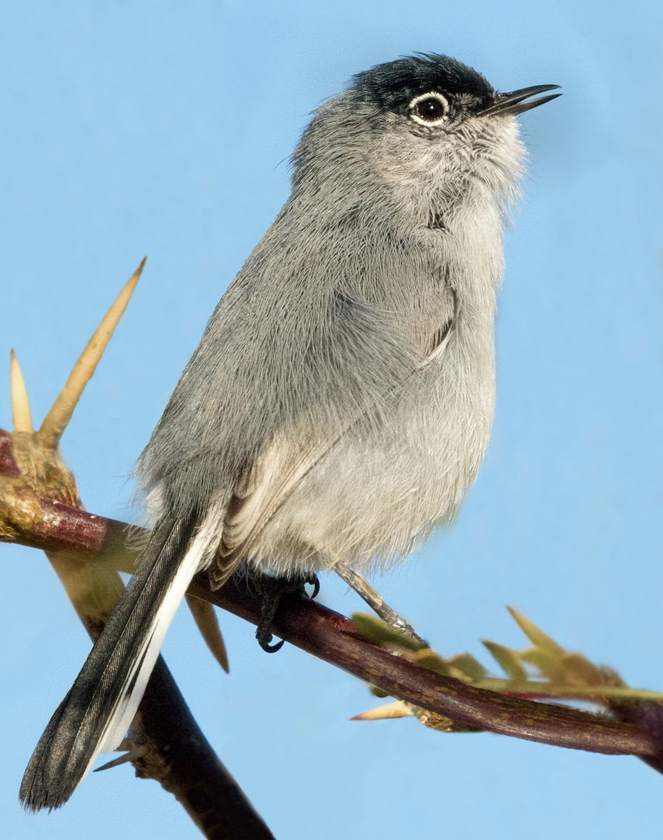 Black-tailed Gnatcatcher - ML642868597