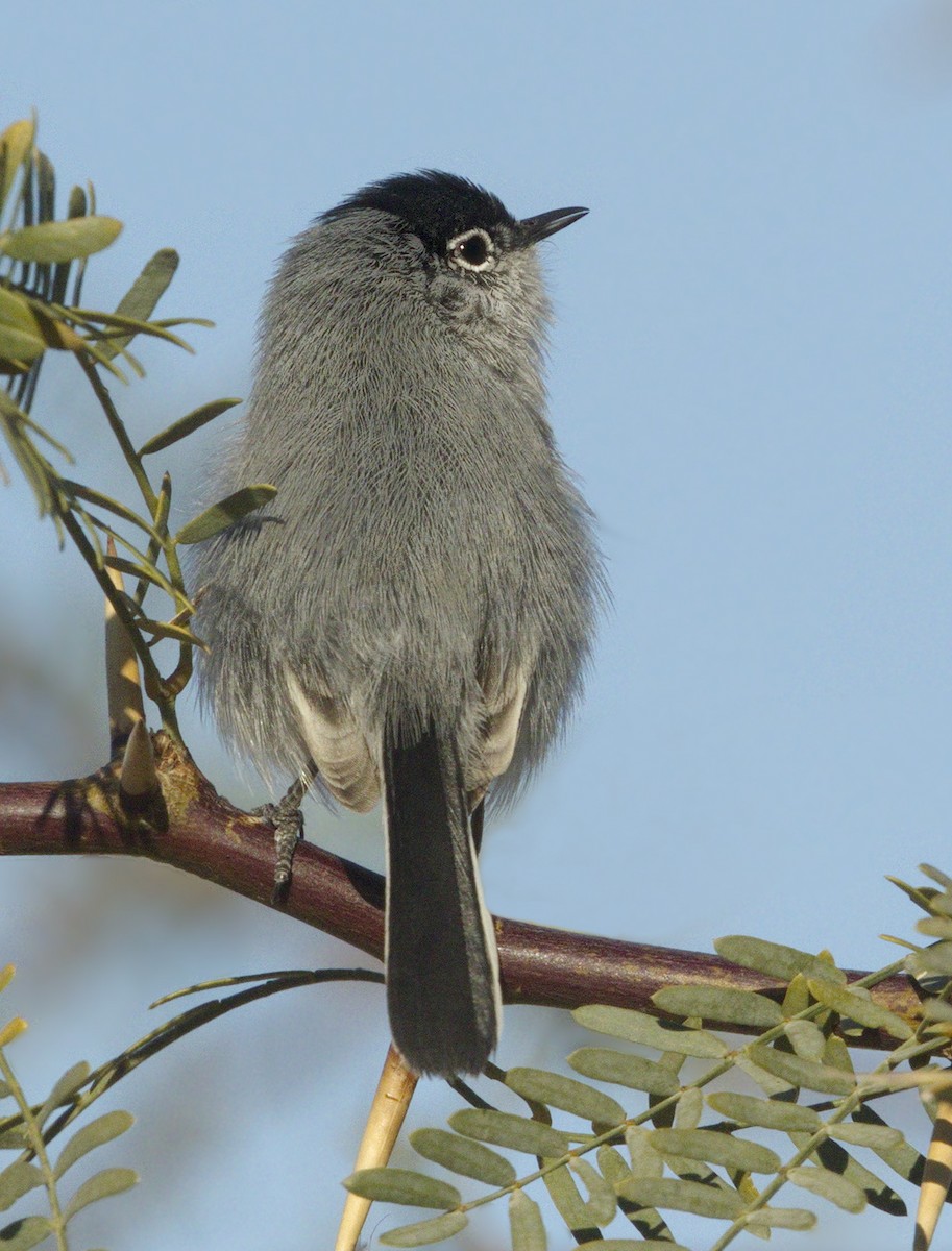 Black-tailed Gnatcatcher - ML642868601