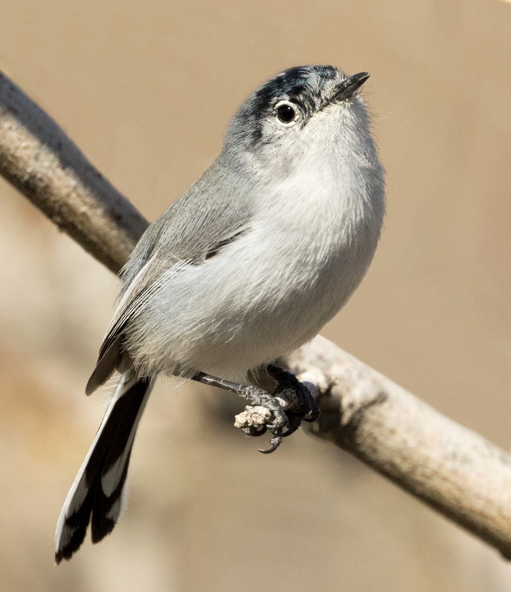 Black-tailed Gnatcatcher - ML642868605