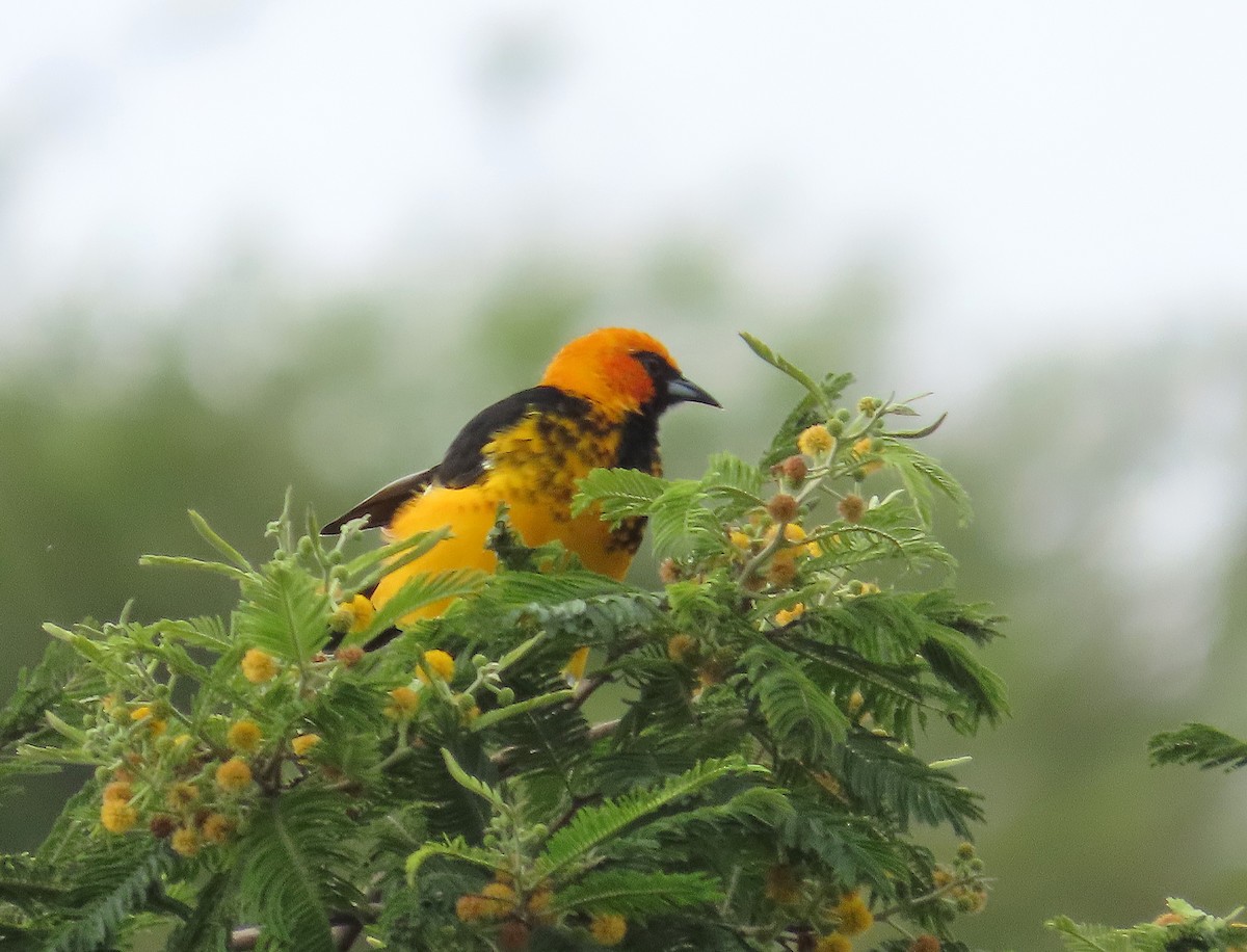 Spot-breasted Oriole - ML642868616