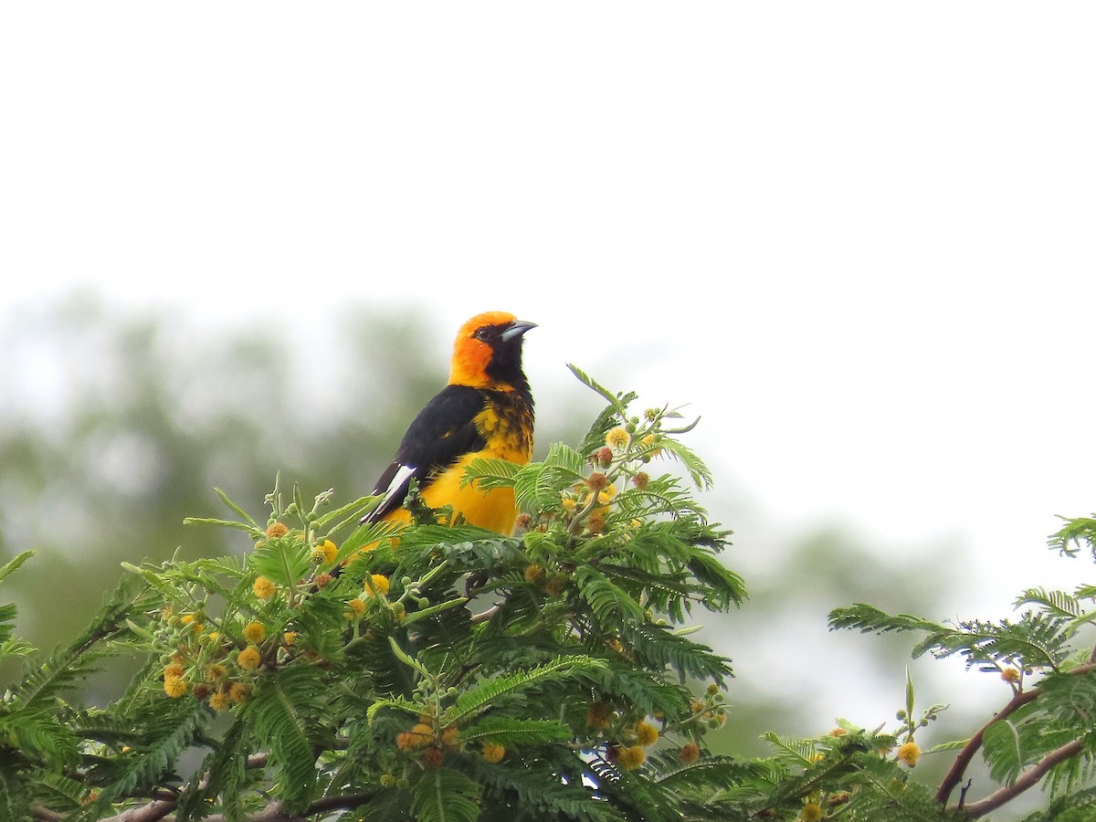 Spot-breasted Oriole - ML642868617