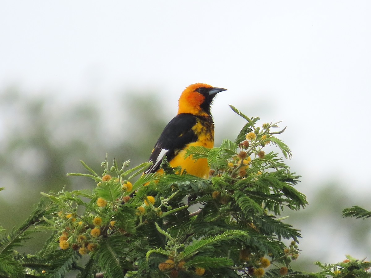 Spot-breasted Oriole - ML642868618