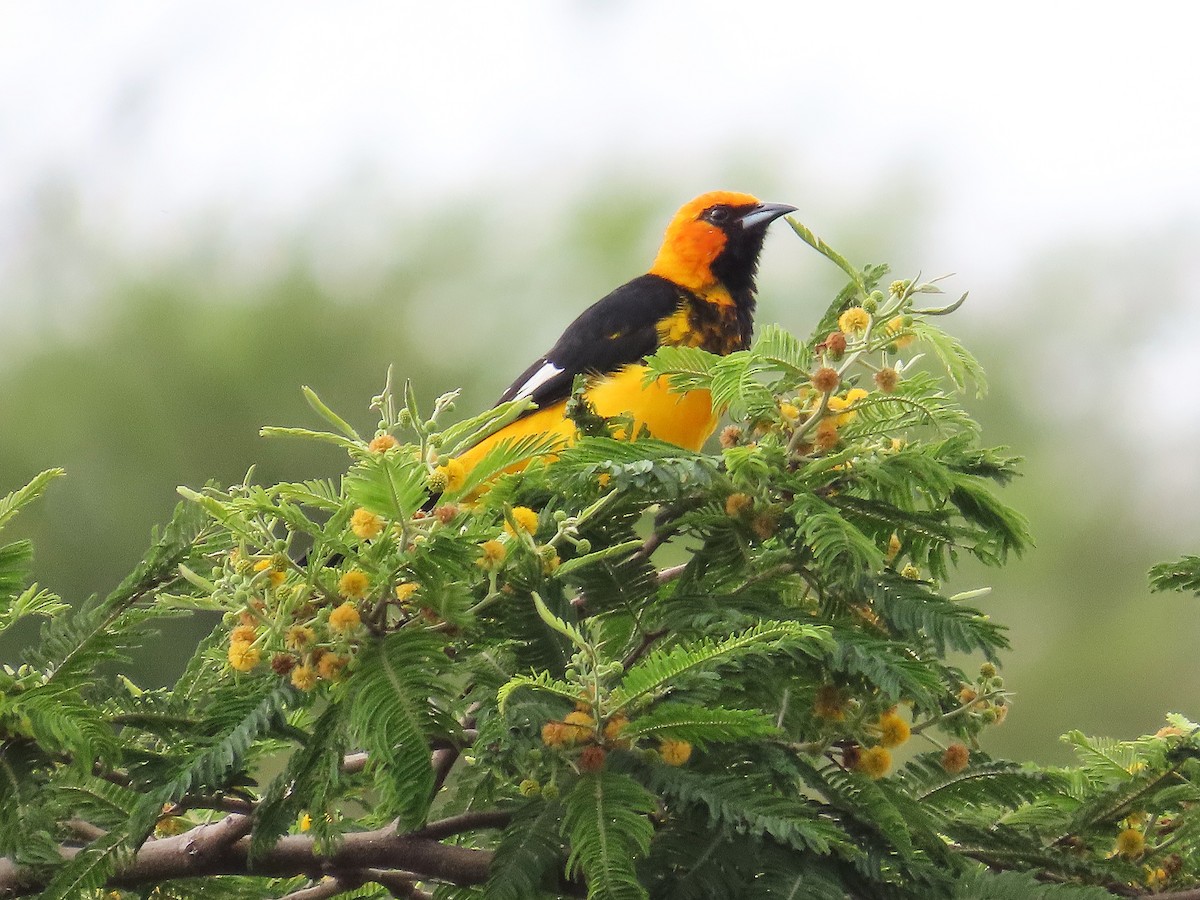 Spot-breasted Oriole - ML642868619