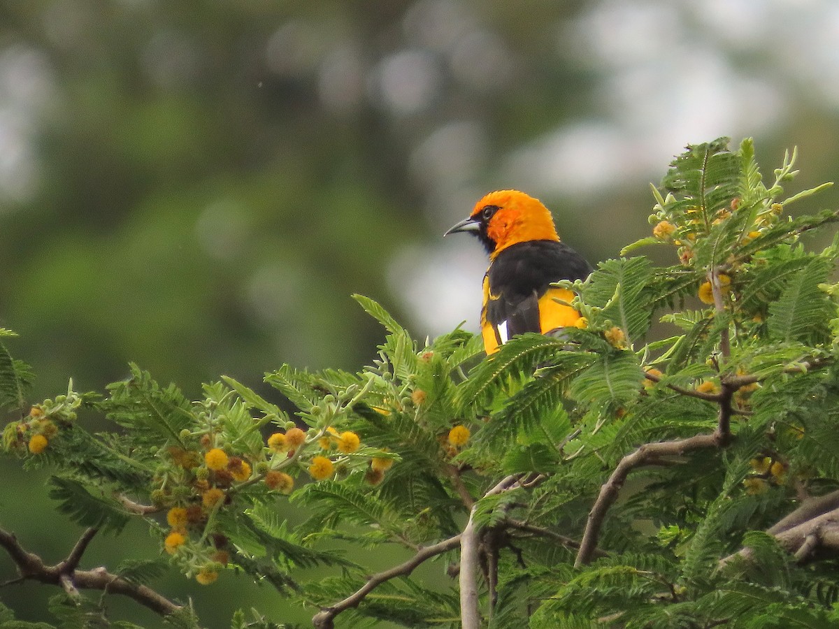 Spot-breasted Oriole - ML642868620