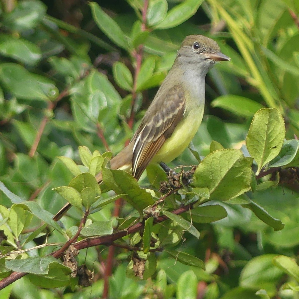 Great Crested Flycatcher - ML642868632