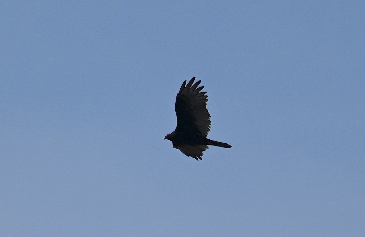 Turkey Vulture - ML642868634