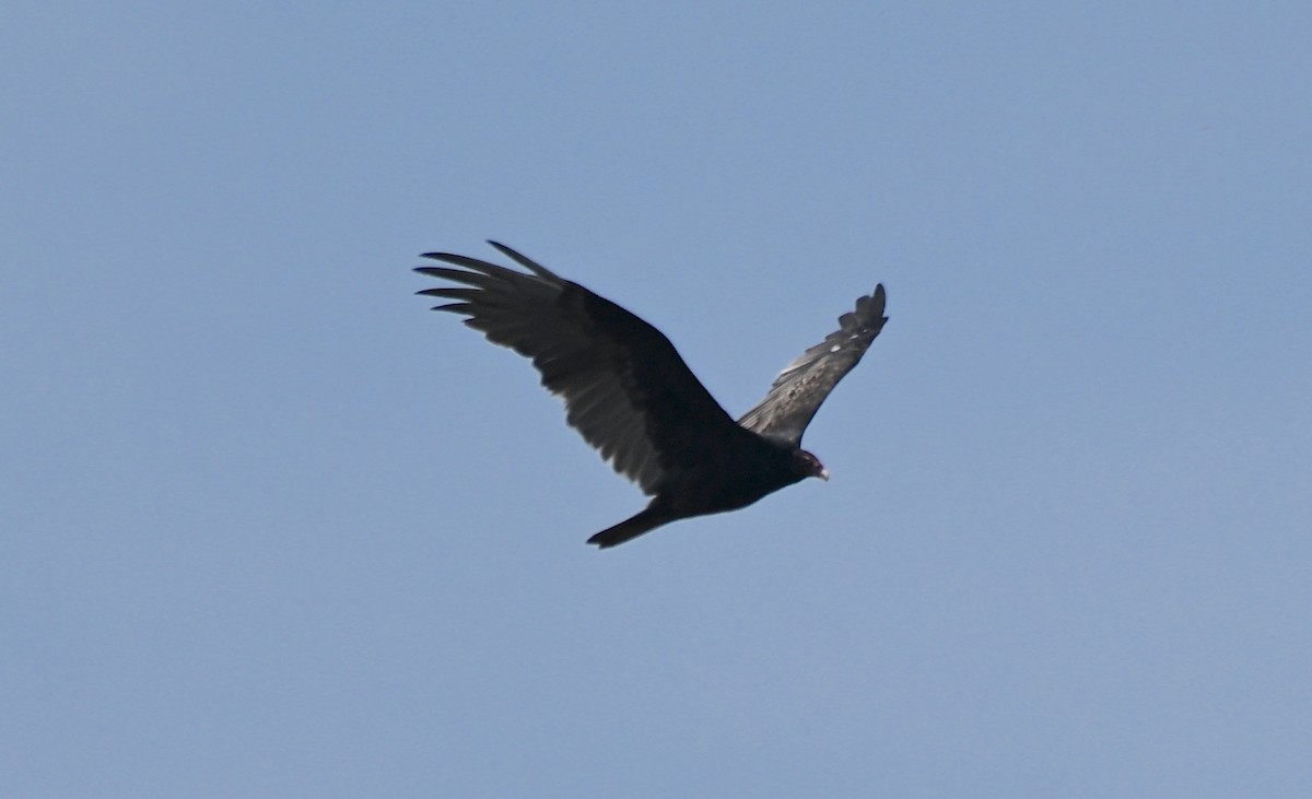 Turkey Vulture - ML642868635