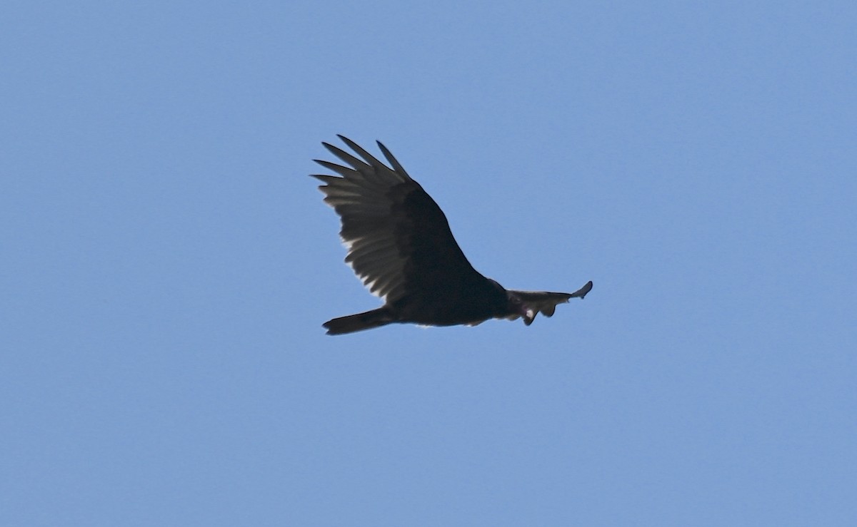 Turkey Vulture - ML642868636