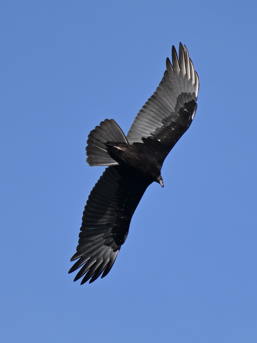 Turkey Vulture - ML642868637