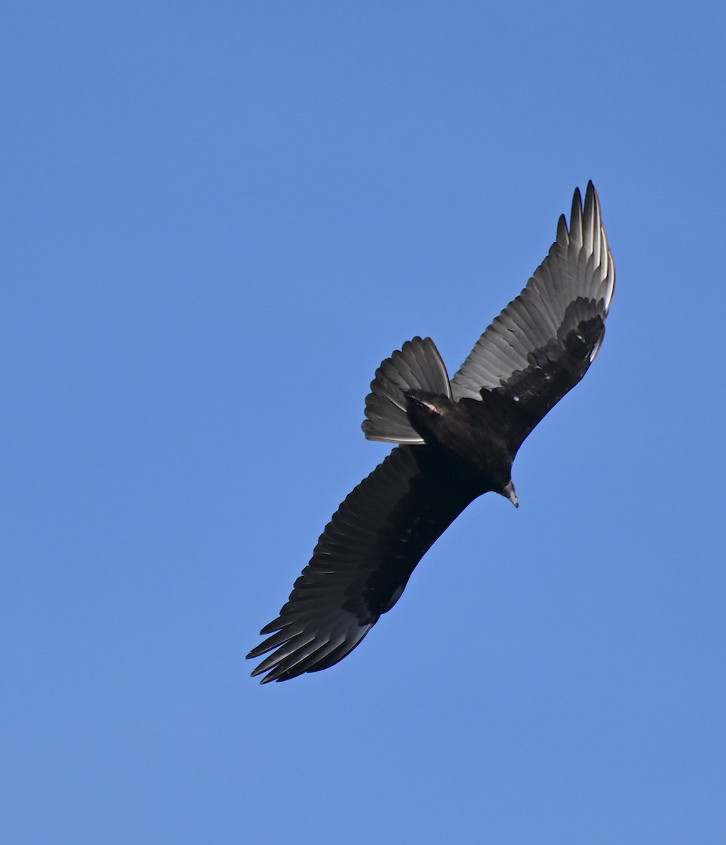 Turkey Vulture - ML642868638