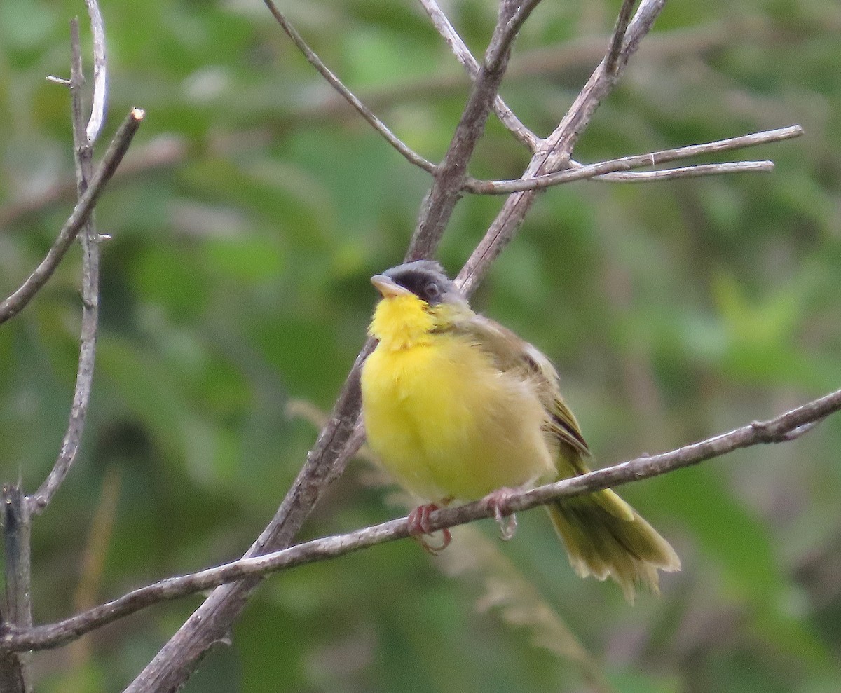 Gray-crowned Yellowthroat - ML642868639