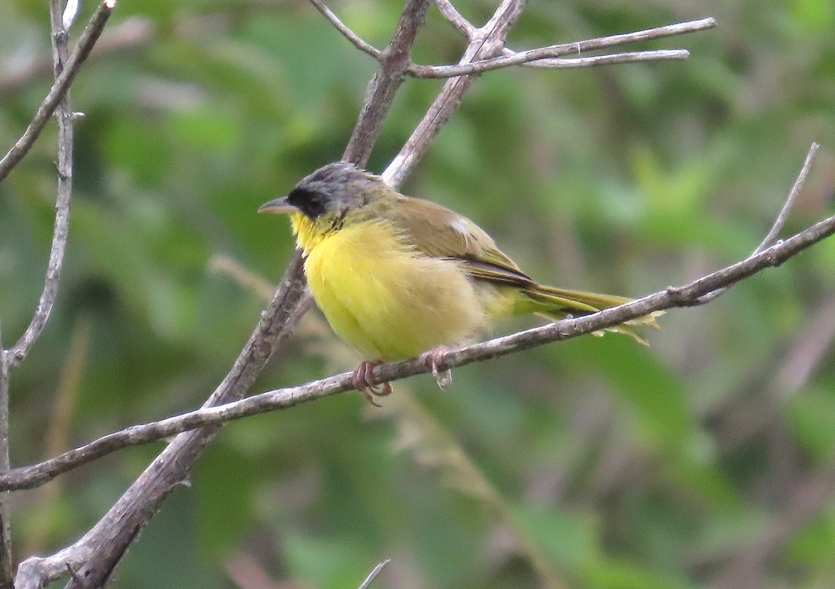 Gray-crowned Yellowthroat - ML642868640