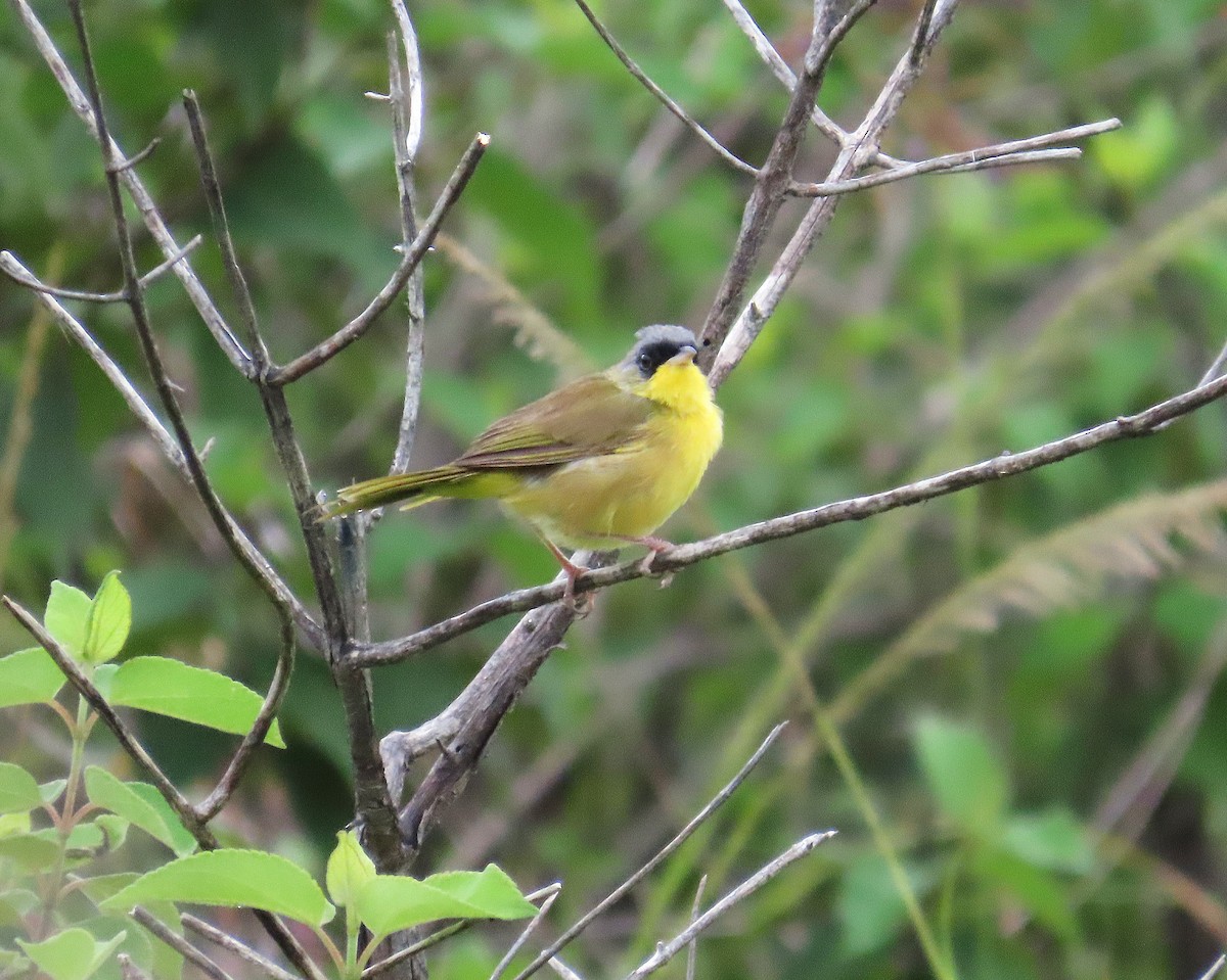 Gray-crowned Yellowthroat - ML642868641