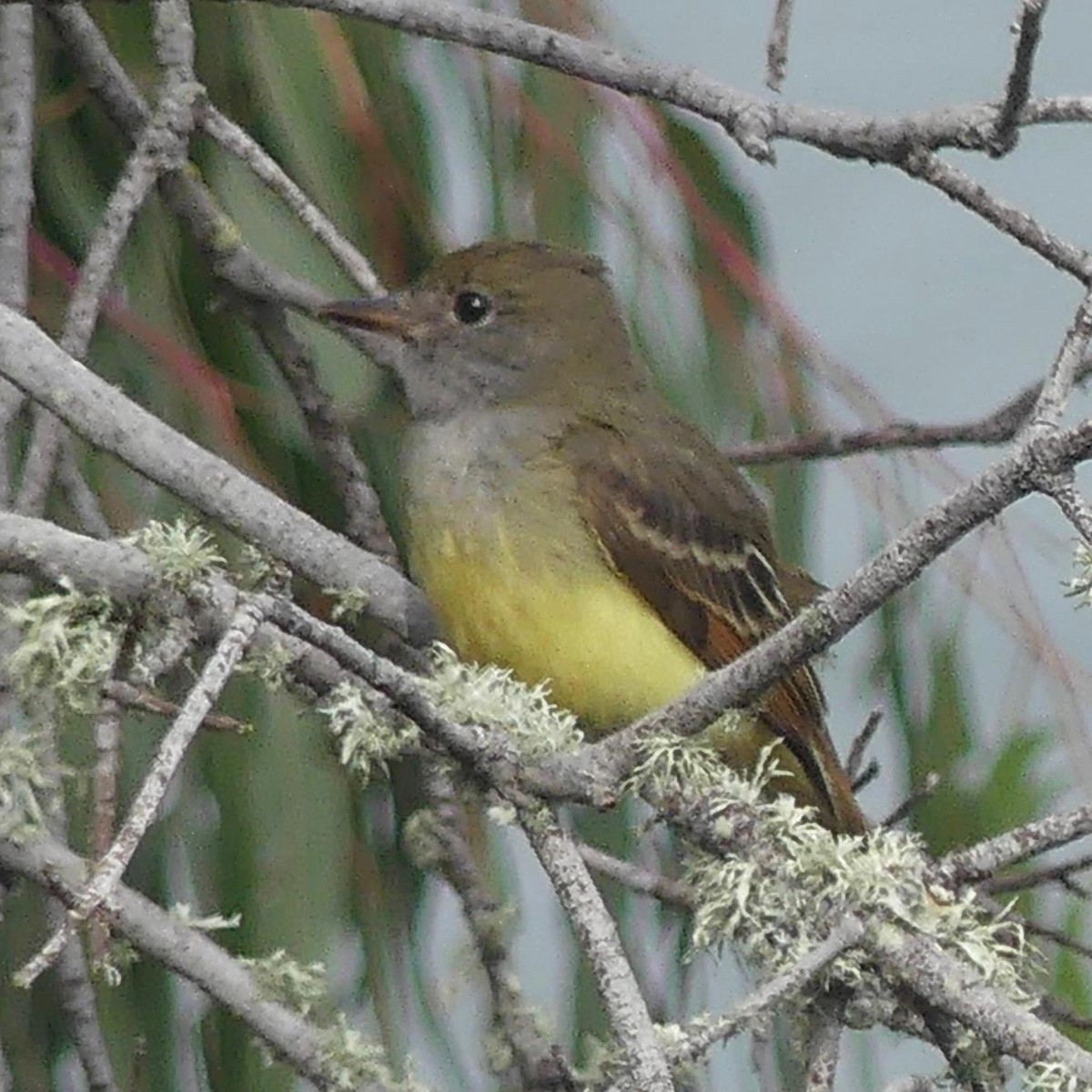 Great Crested Flycatcher - ML642868643