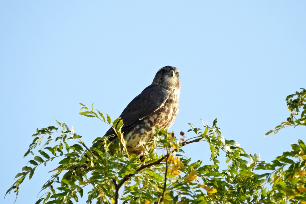 Merlin - ML642868649
