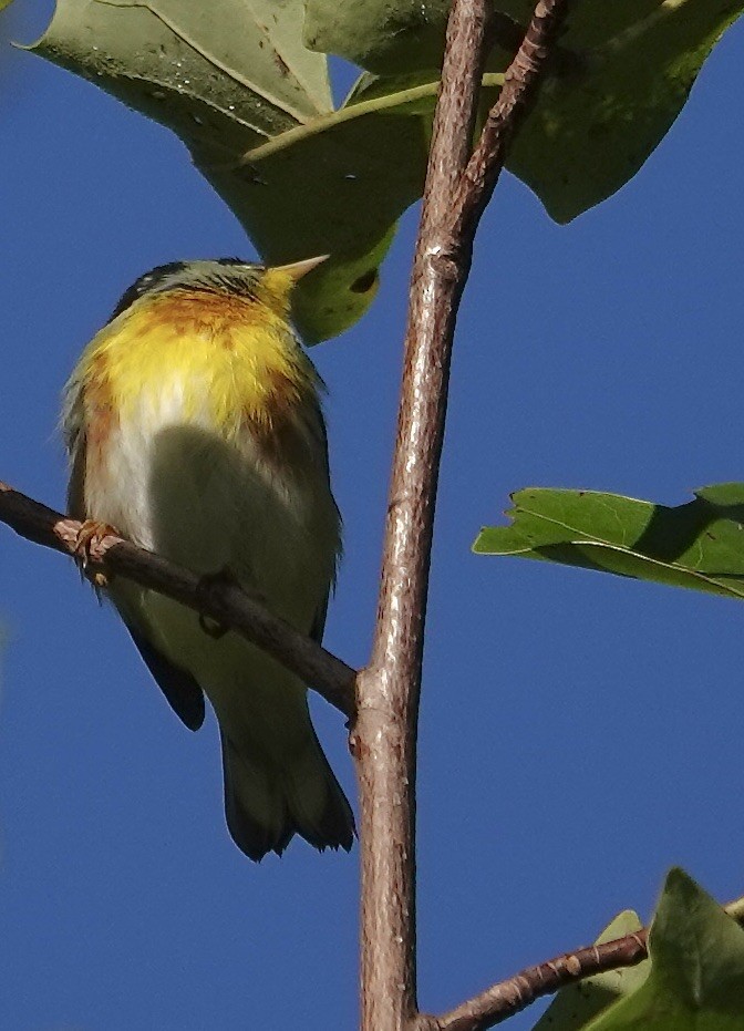 Northern Parula - ML642868655