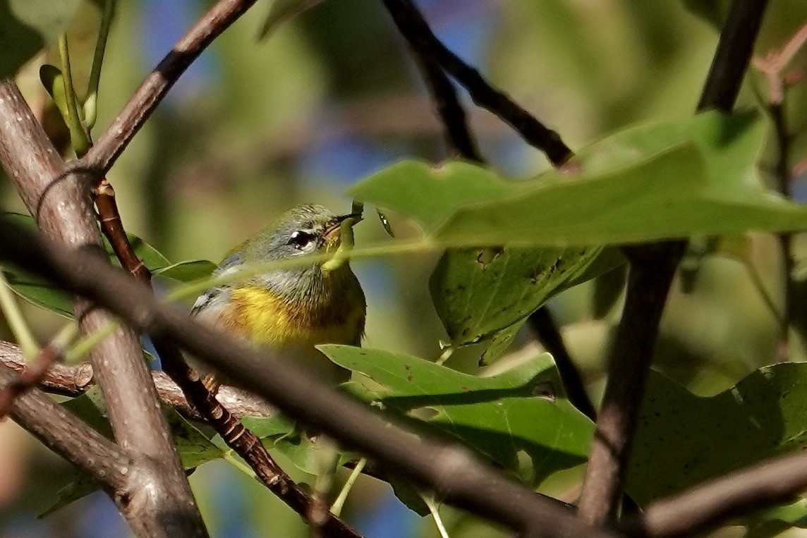 Northern Parula - ML642868656