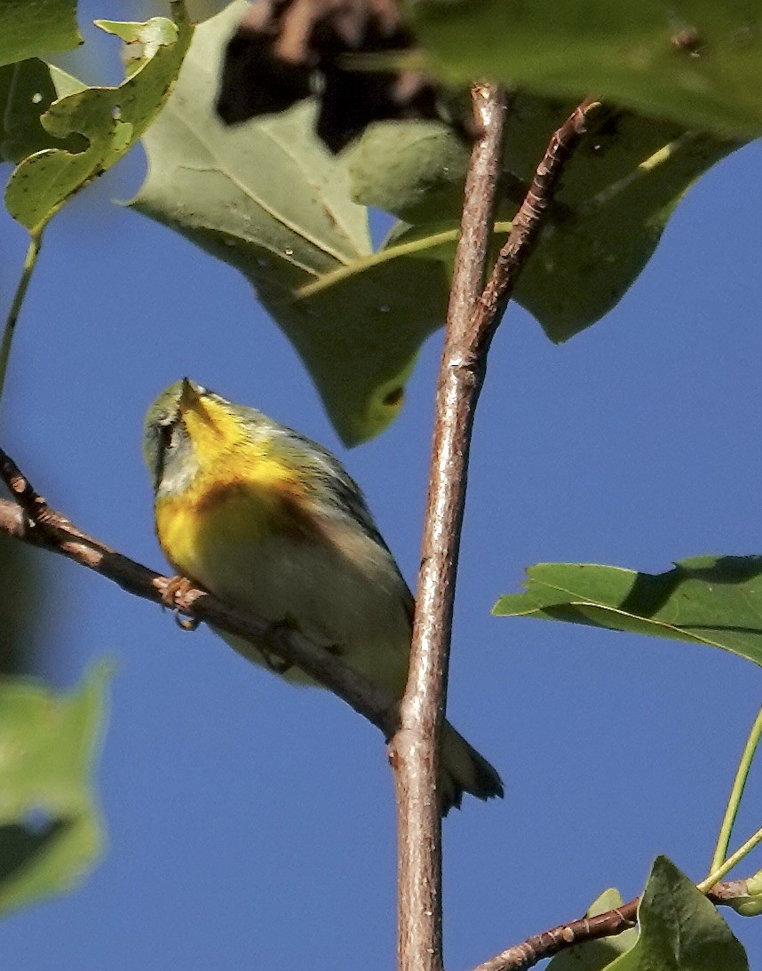 Northern Parula - ML642868657