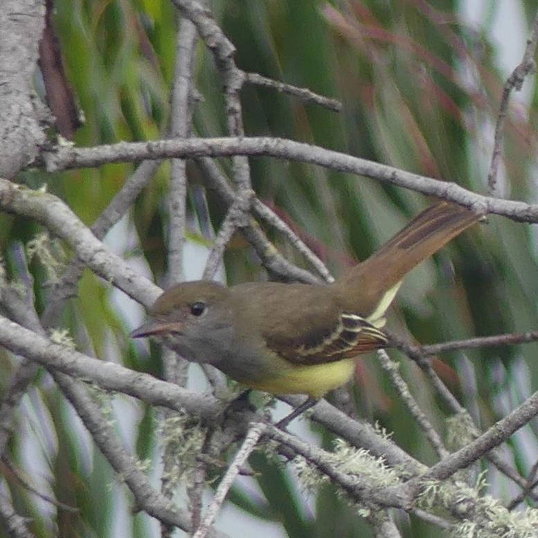 Great Crested Flycatcher - ML642868658