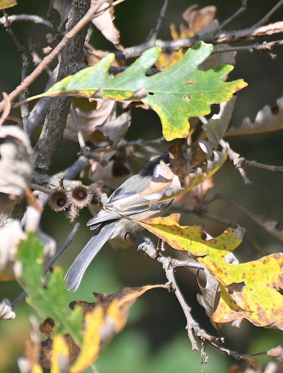 Schwarzkopfmeise - ML642868662