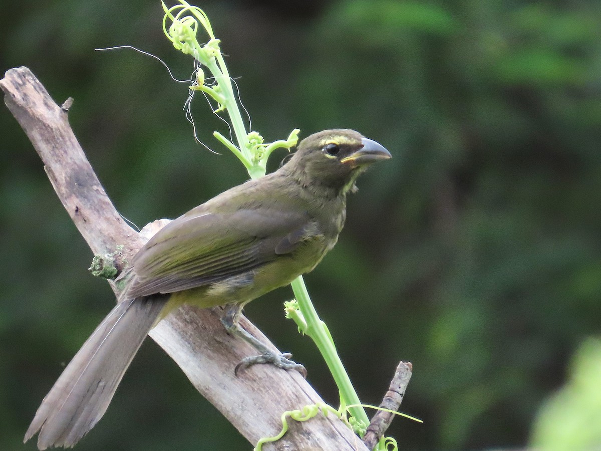 Cinnamon-bellied Saltator - ML642868672