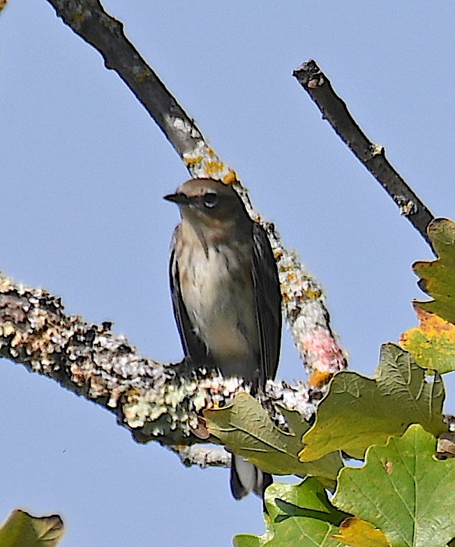 Yellow-rumped Warbler - ML642868676