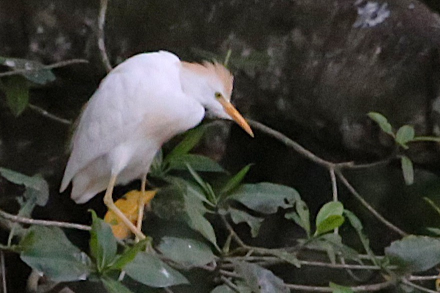Western Cattle-Egret - ML642868682