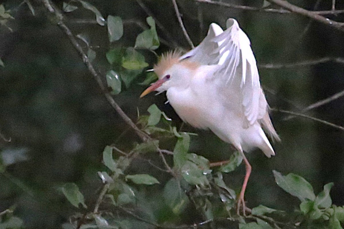 Western Cattle-Egret - ML642868683
